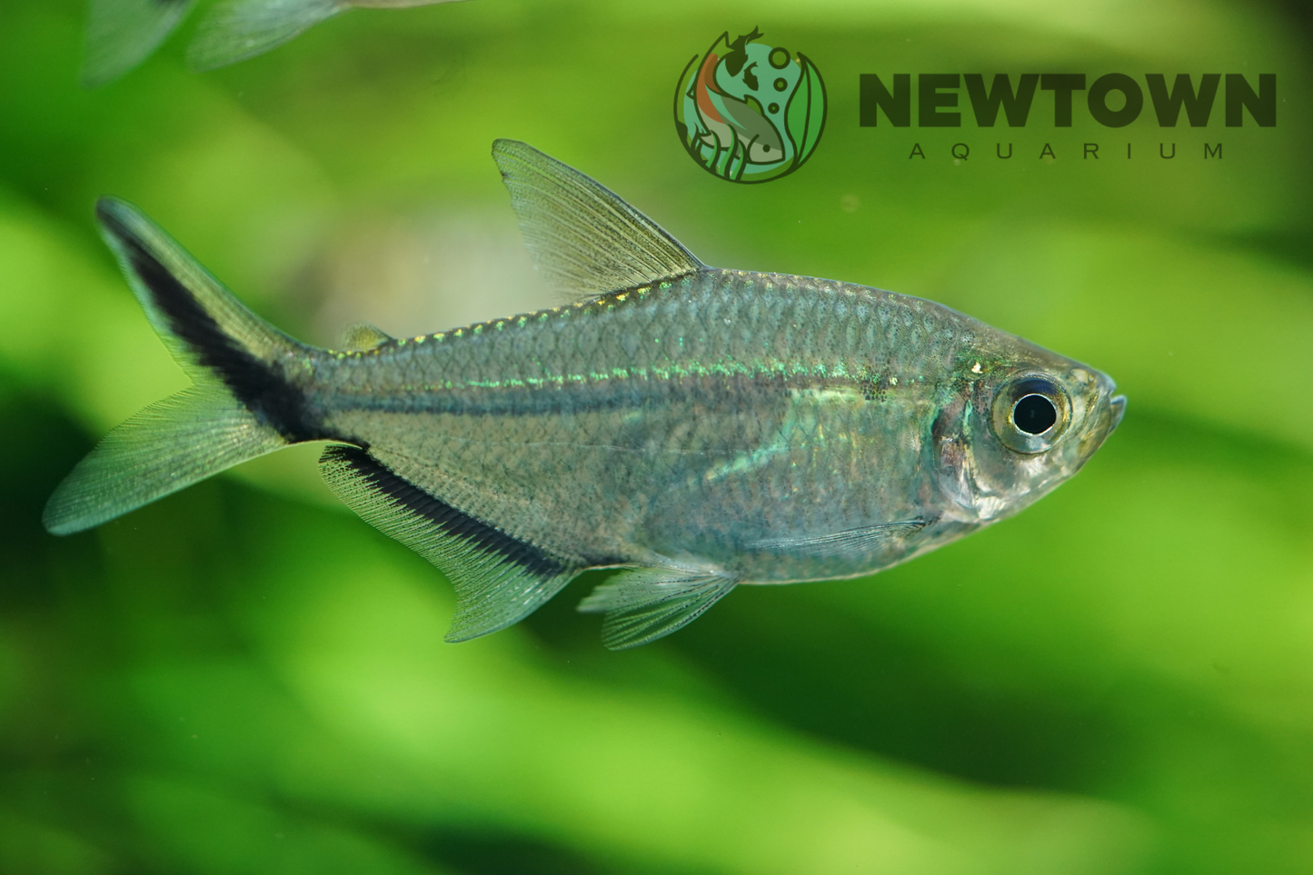 Costae Tetra