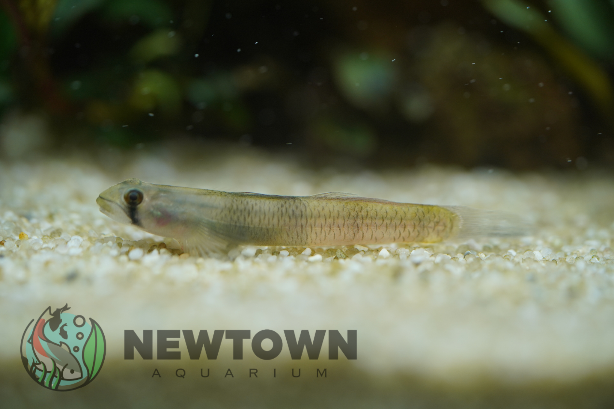 Red Belted Goby