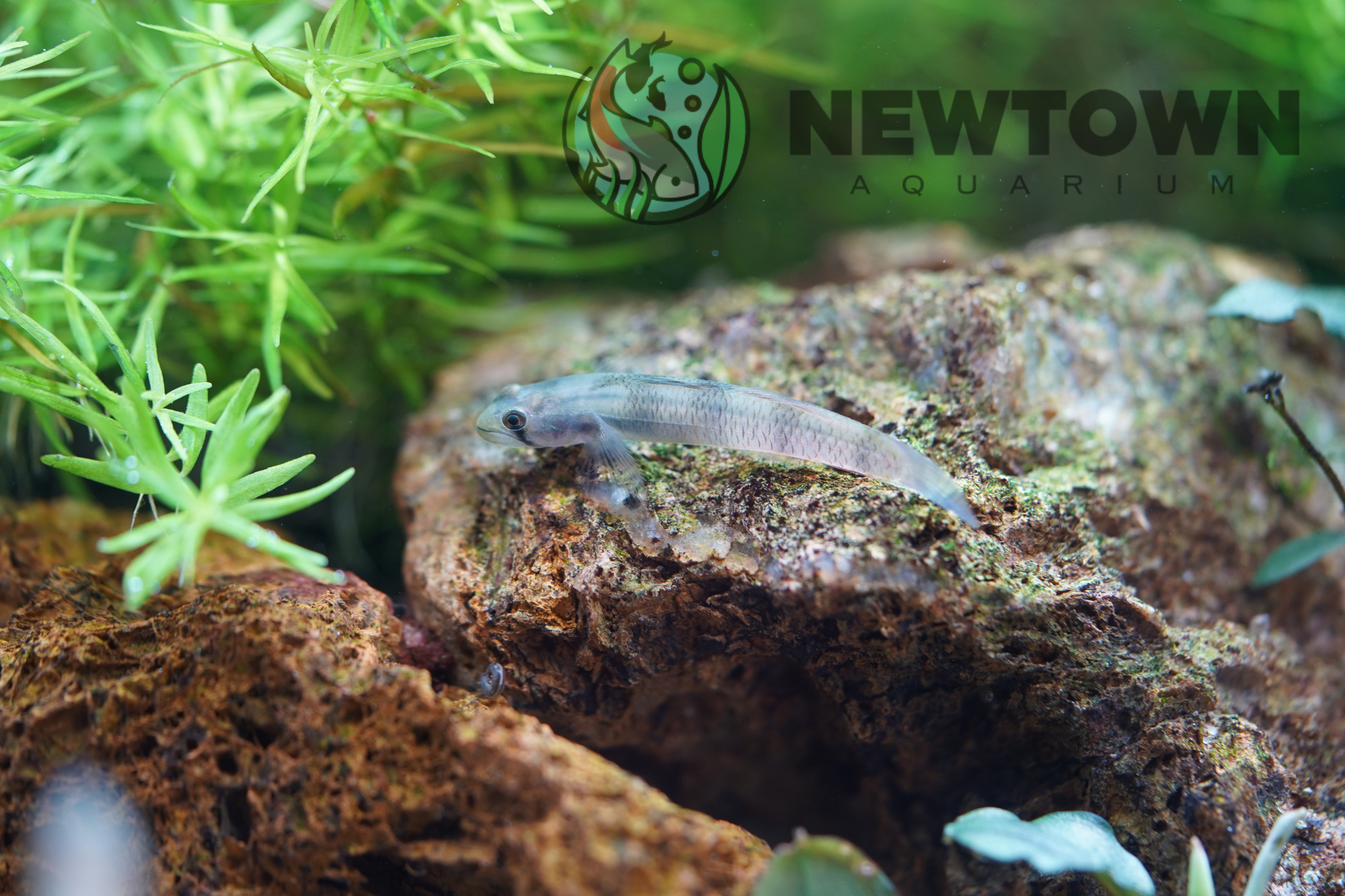 Red Belted Goby