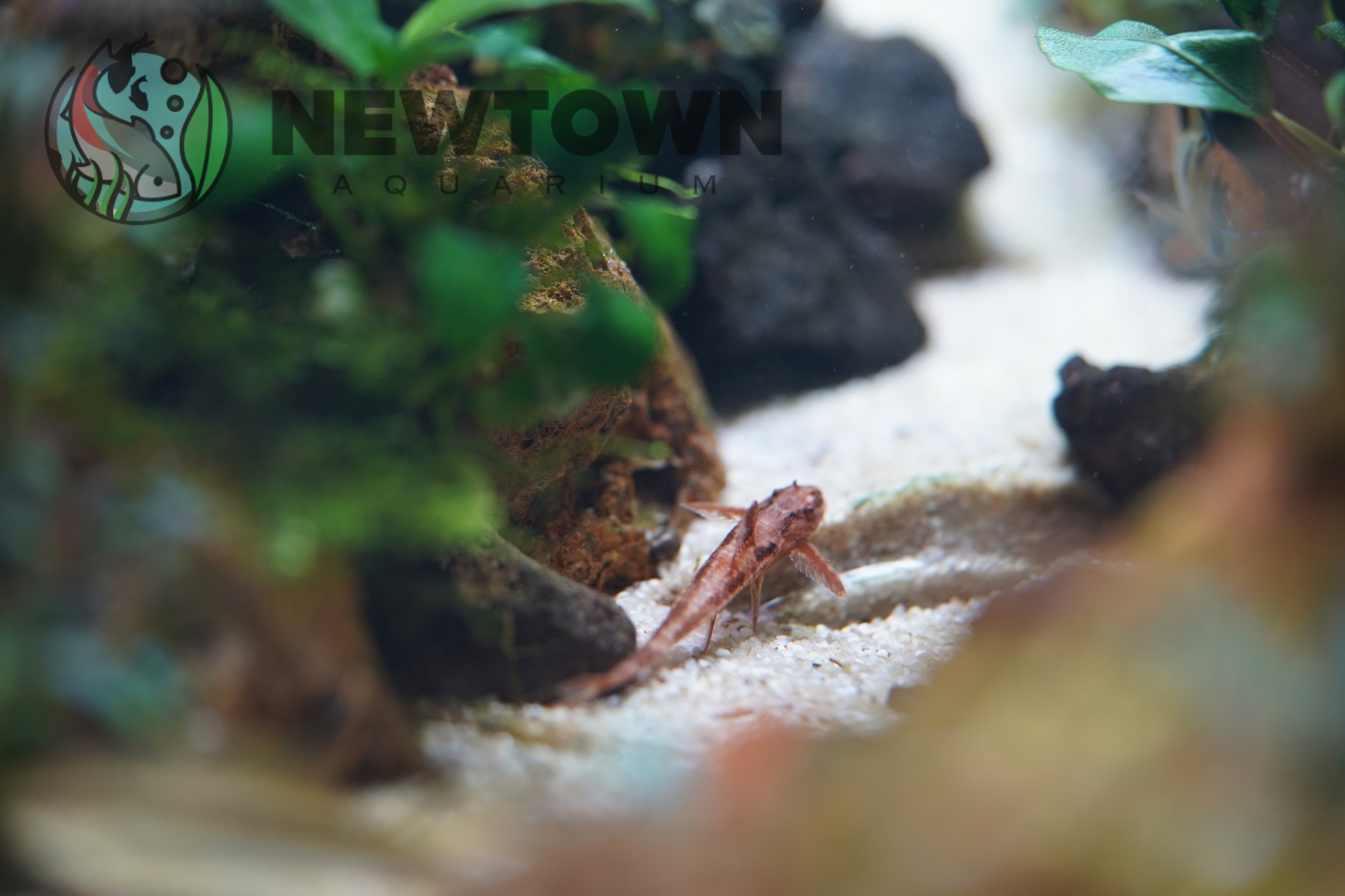 Red Lizard Whiptail Catfish