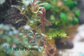Red Lizard Whiptail Catfish