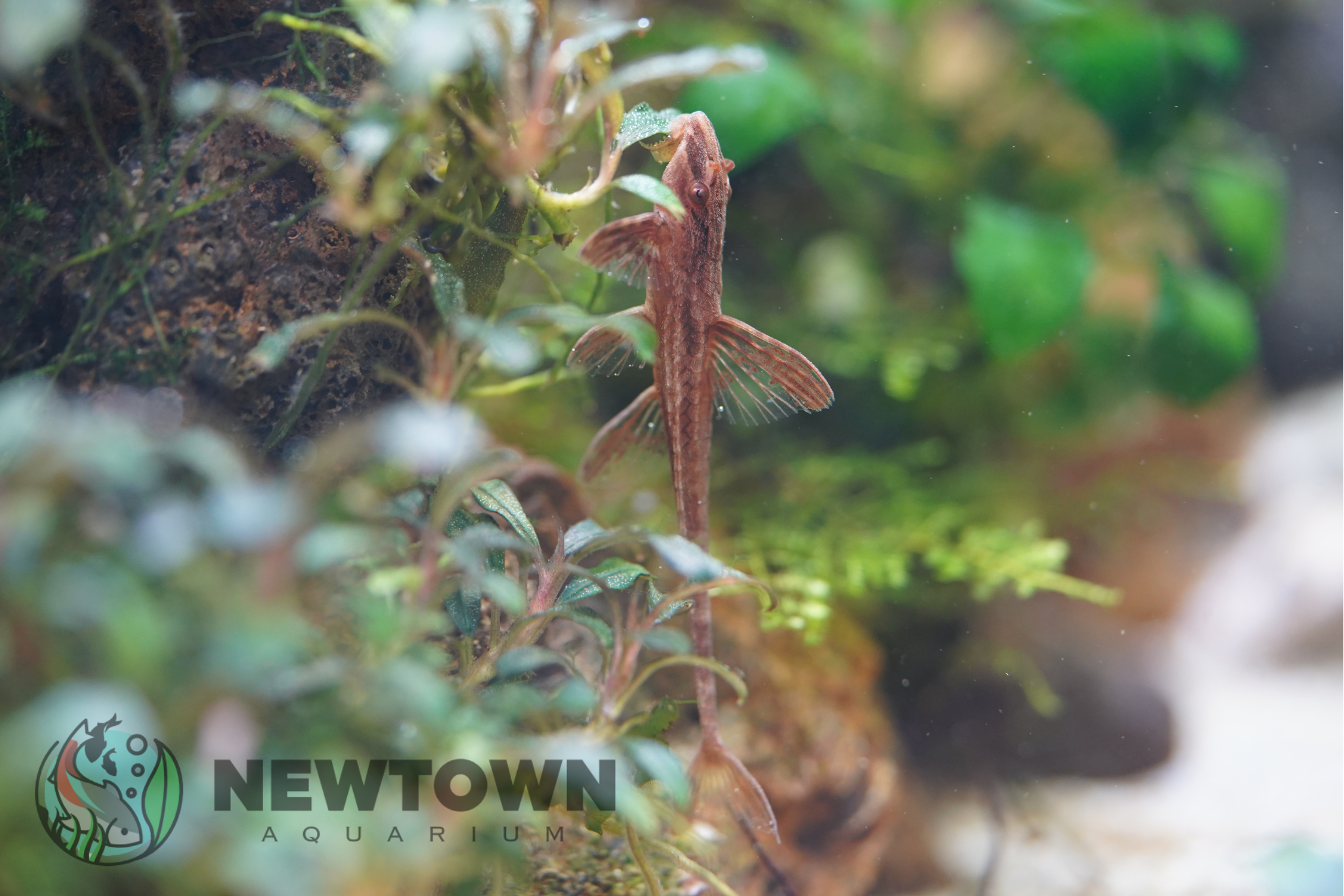 Red Lizard Whiptail Catfish