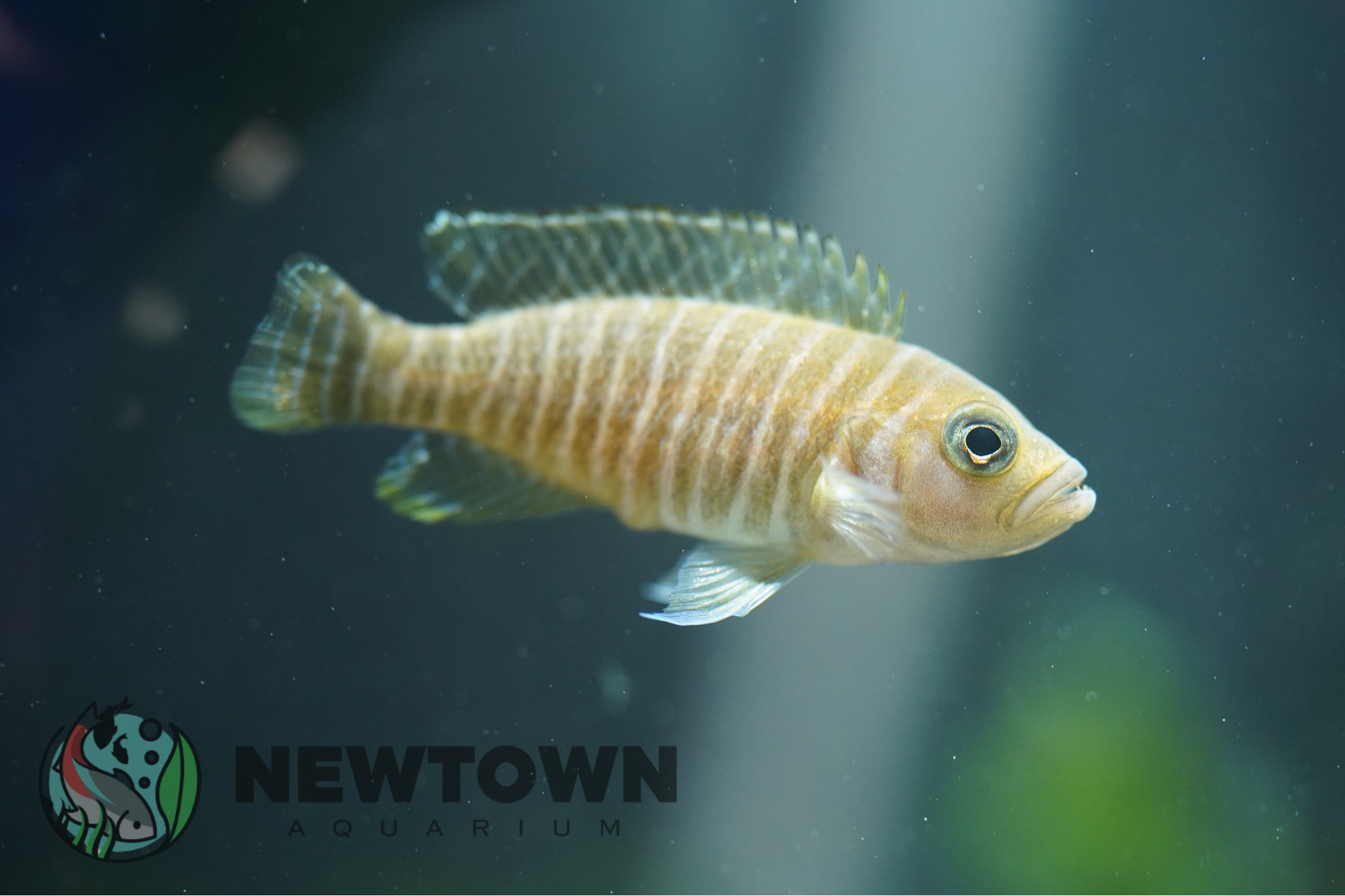 Neolamprologus similis