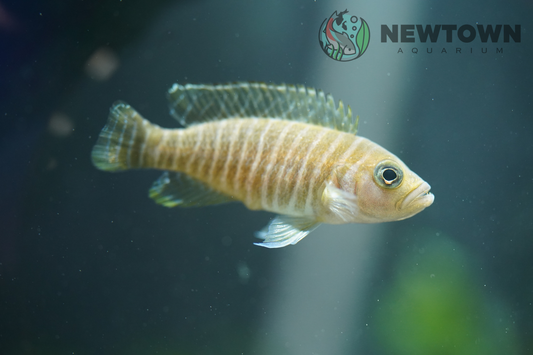 Neolamprologus similis