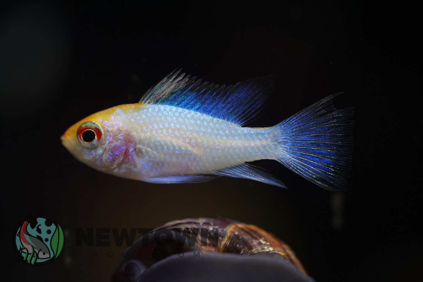Gold Head Platinum Blue Ram
