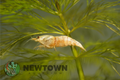 Golden Bee Shrimp