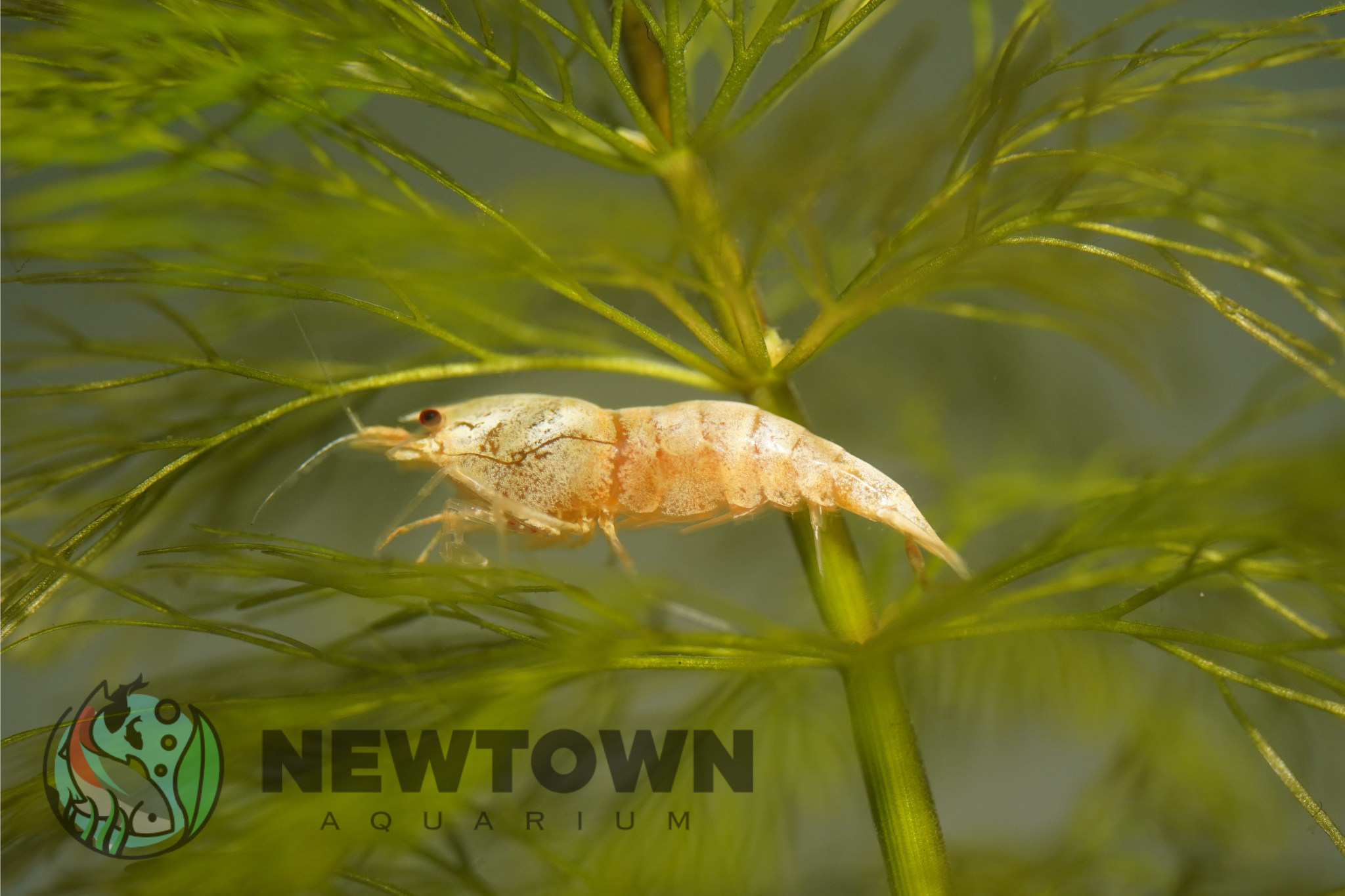 Golden Bee Shrimp