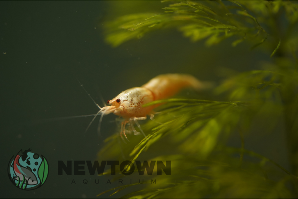 Golden Bee Shrimp
