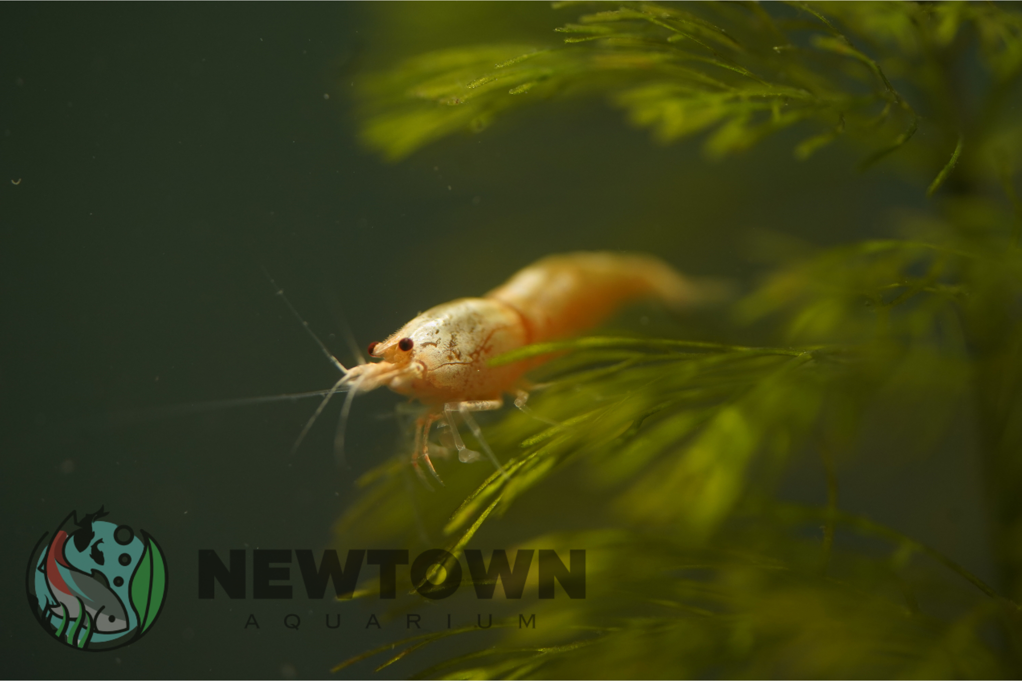 Golden Bee Shrimp