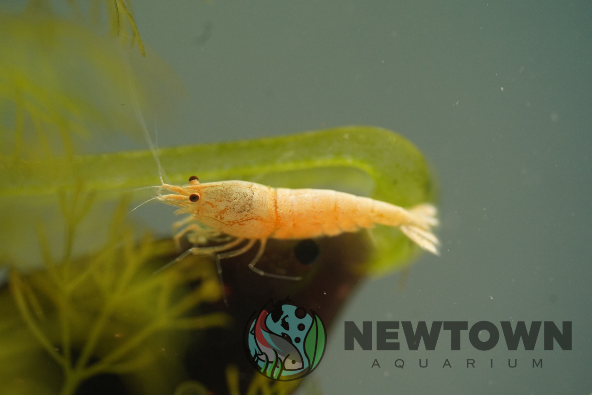 Golden Bee Shrimp