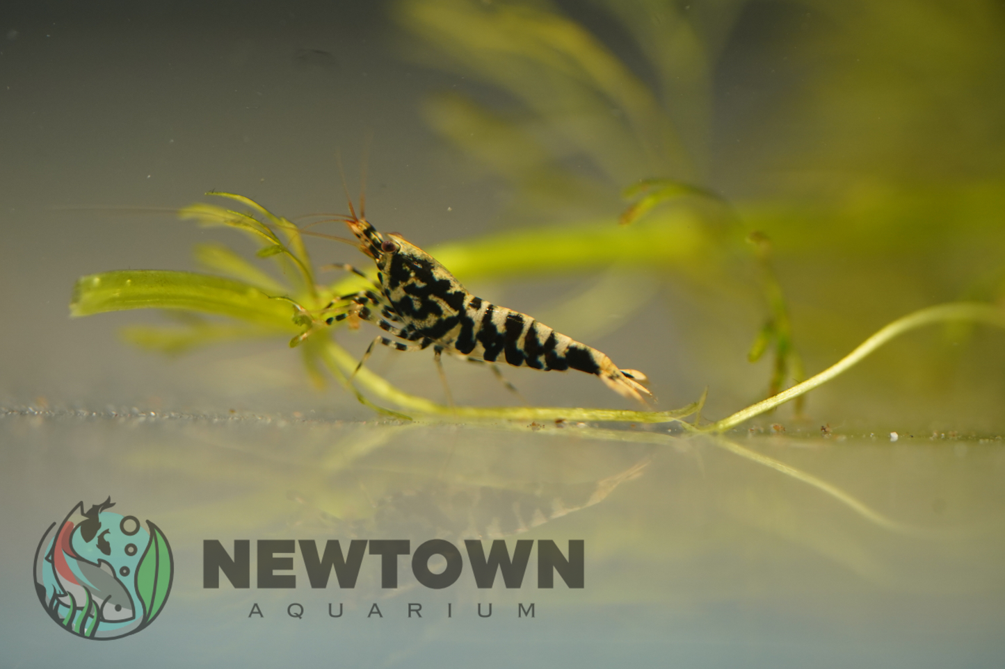 Black Galaxy Snowflake Shirmp