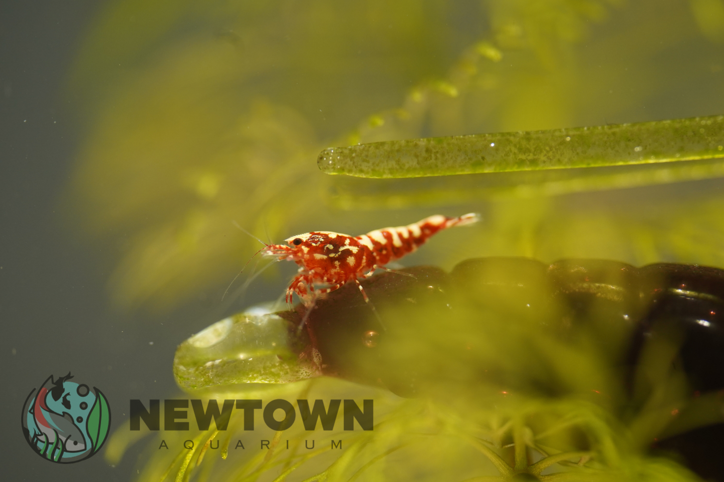 Red Galaxy Snowflake Shrimp