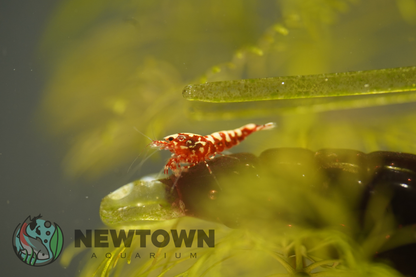 Red Galaxy Snowflake Shrimp