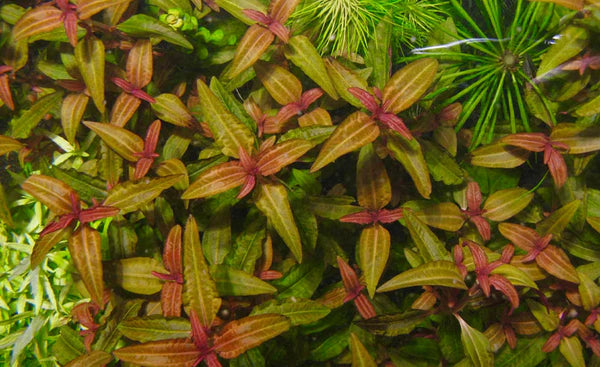 Aciotis Acuminifolia 5cm Pot - RARE