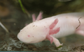 Axolotls Assorted (18cm)