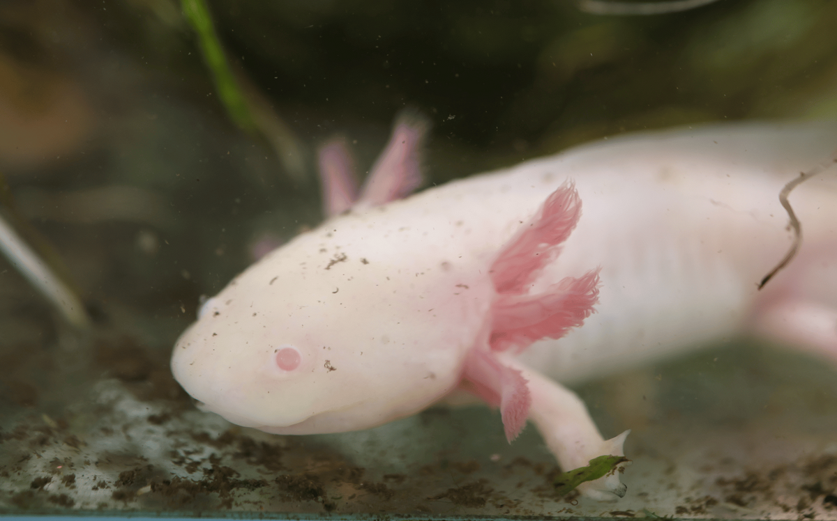 Axolotls Assorted (18cm)