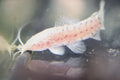 Albino Hoplo Catfish