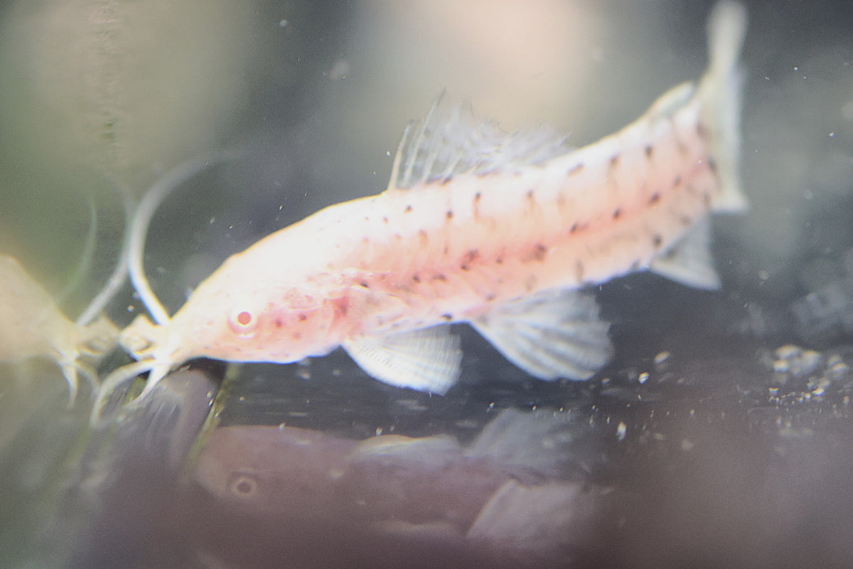 Albino Hoplo Catfish