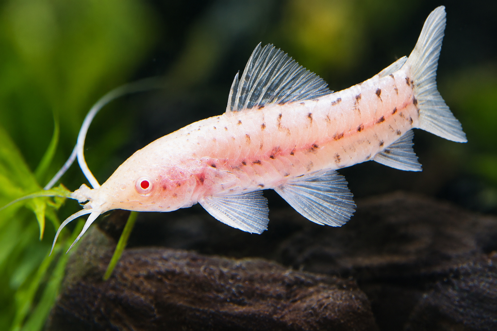 Albino Hoplo Catfish