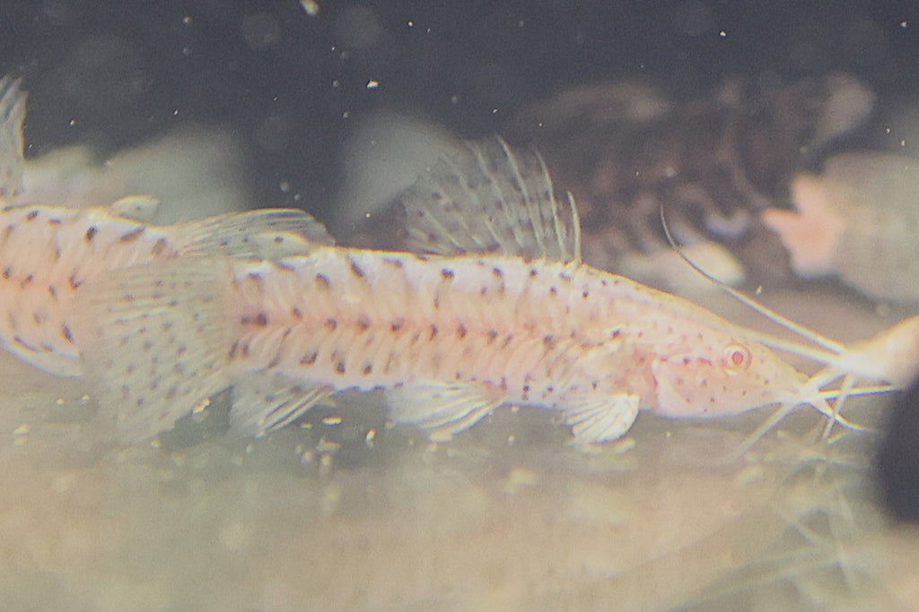Albino Hoplo Catfish