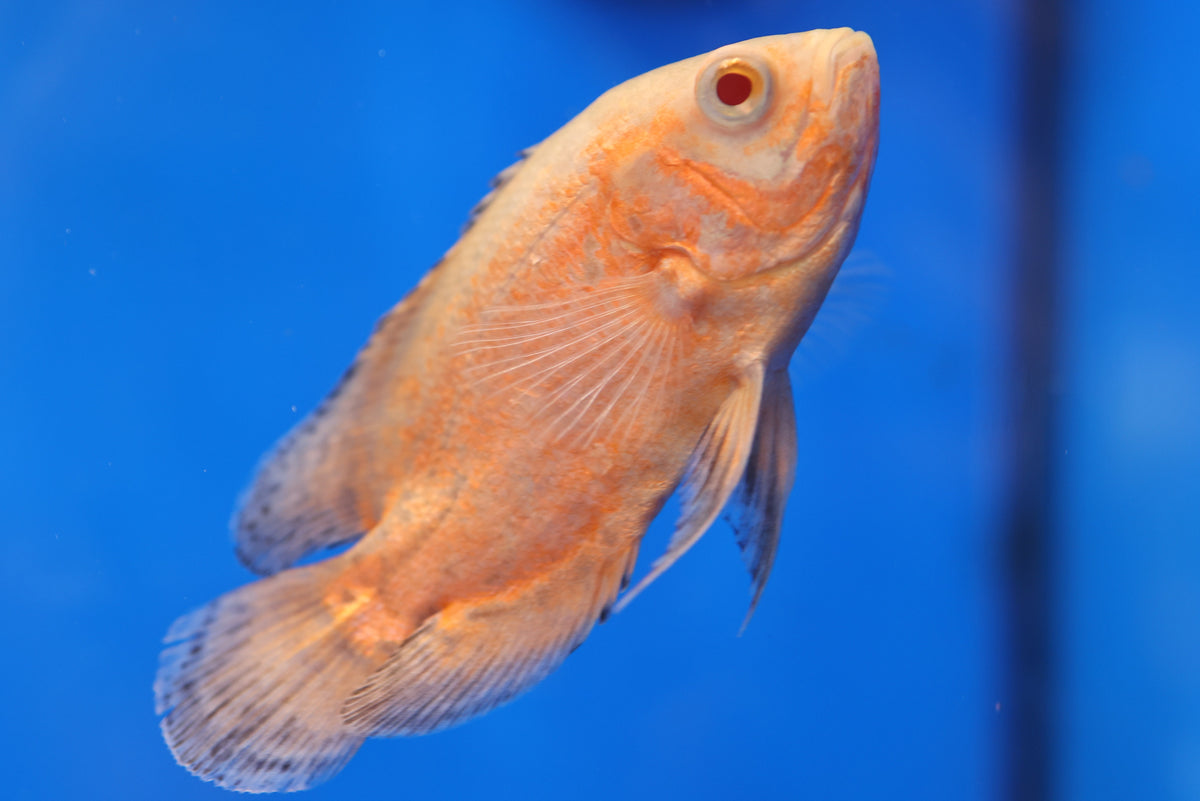 Oscar (Assorted Colours 10cm+)