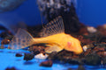 Albino Sailfin Pleco 5cm Approx.