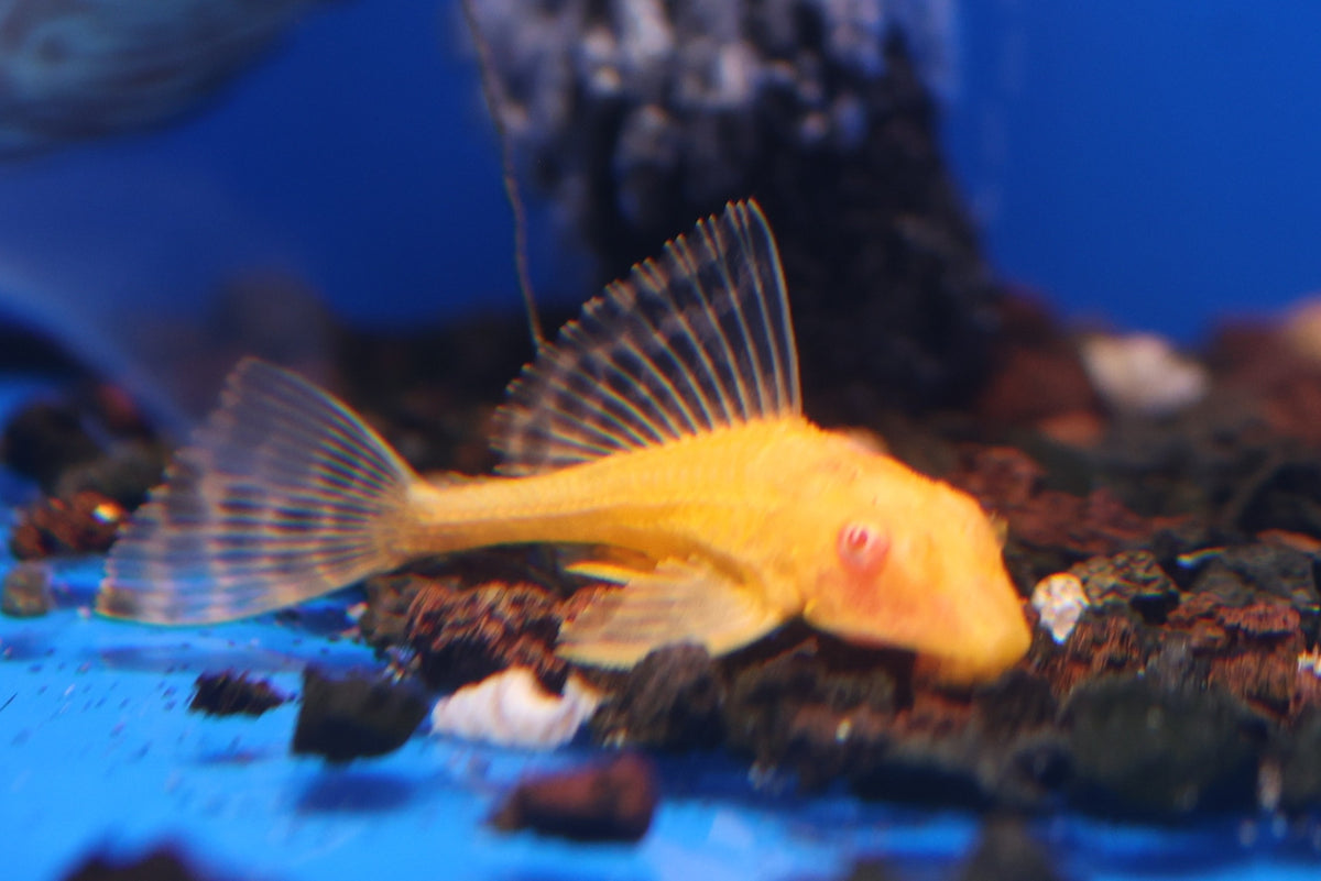 Albino Sailfin Pleco 5cm Approx.