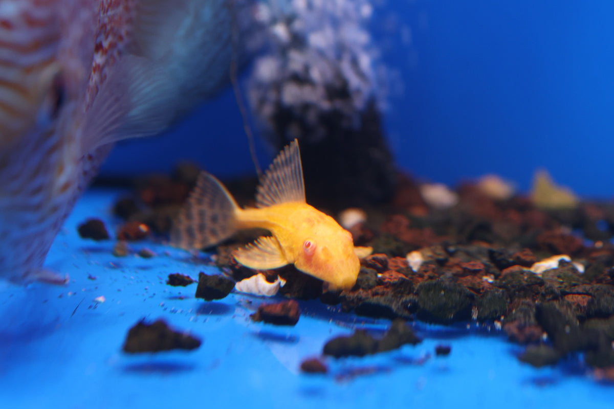 Albino Sailfin Pleco 5cm Approx.