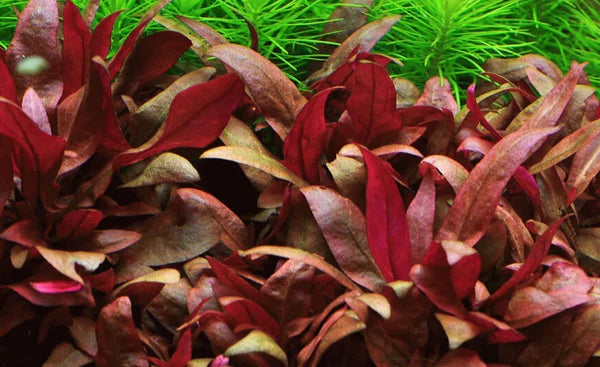 Alternanthera Reineckii "Mini" 5cm Pot