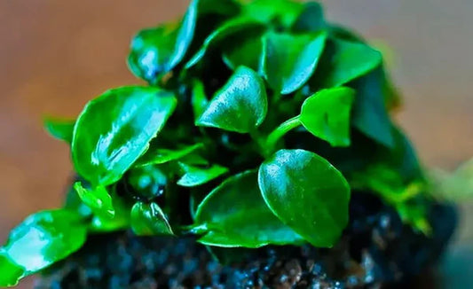 Anubias nana Petite
