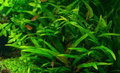 Assorted Cryptocoryne (5-6 leaves)