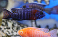 Assorted Peacock Cichlids (3-6cm)