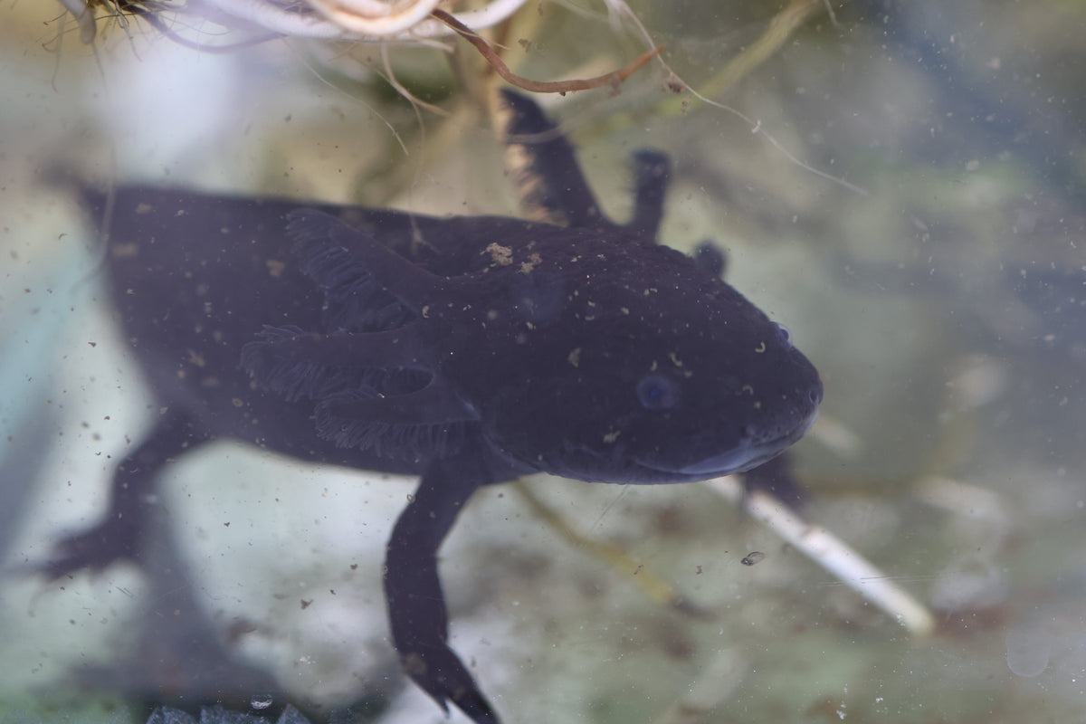 Axolotls Assorted (18cm)