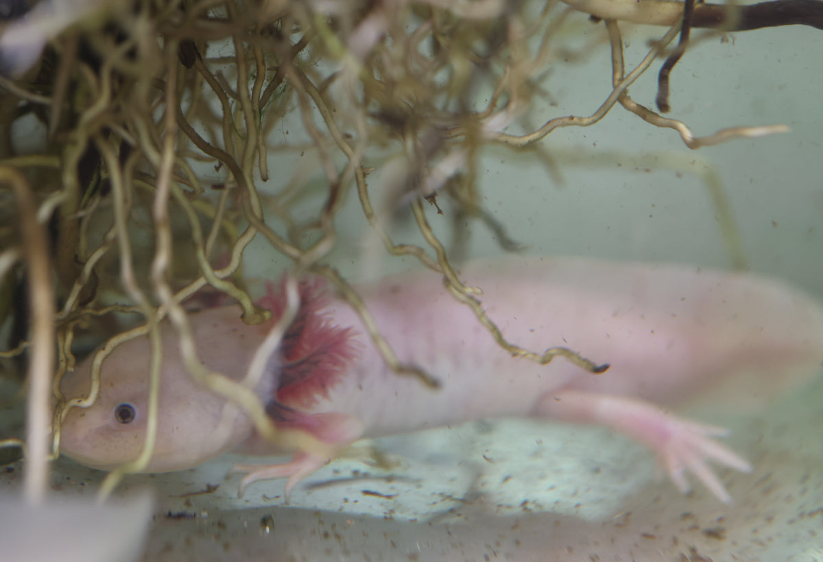 Axolotls Assorted (18cm)