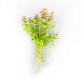 Bacopa serpyllifolia