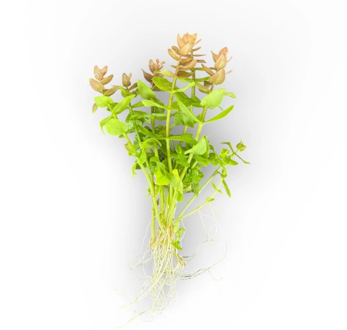 Bacopa serpyllifolia
