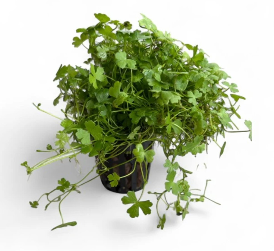 Mini Japan (Hydrocotyle tripartita)