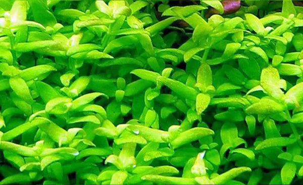Bacopa Serpyllifolia "Japan " 5cm Pot