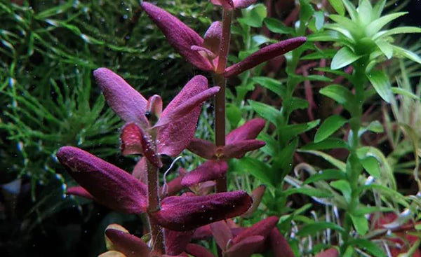 Bacopa Salzmannii 'Purple' 5cm Pot