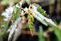 Begonia amphioxus