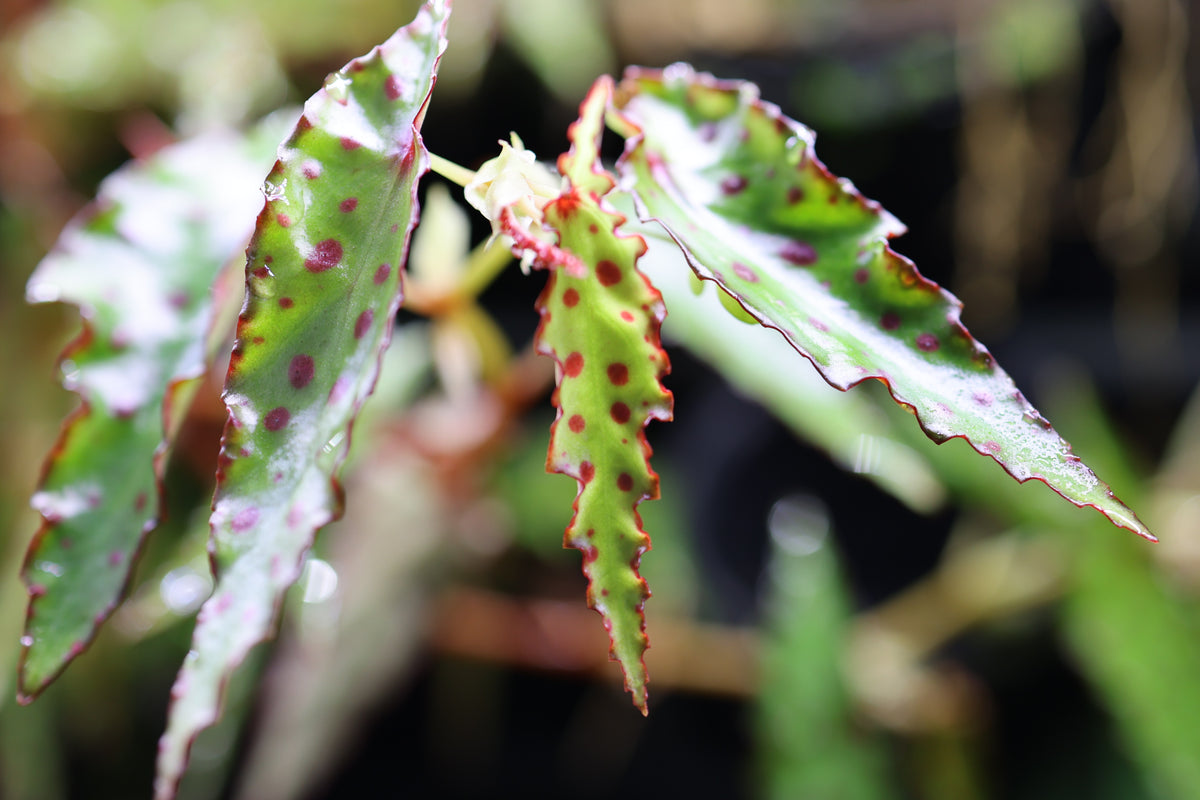 Begonia amphioxus