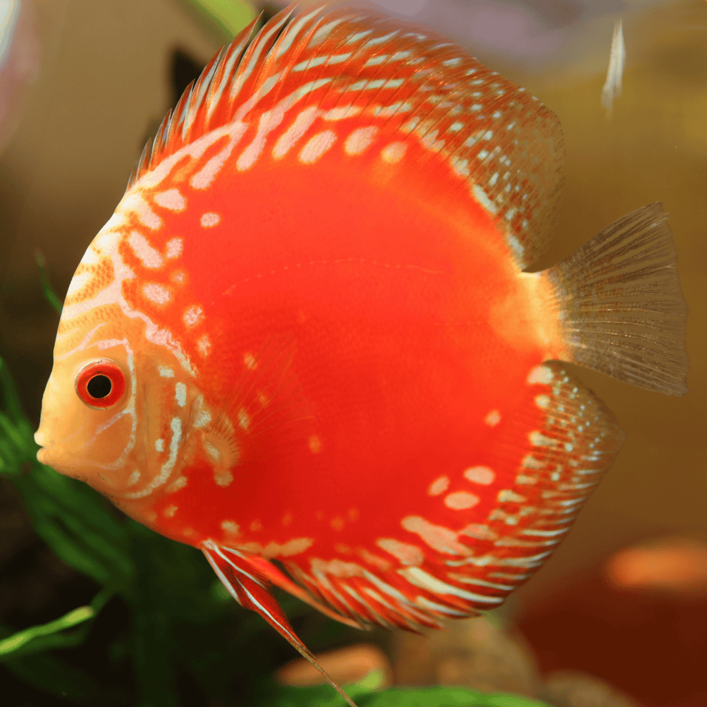Blood Map Discus
