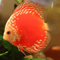 Blood Map Discus