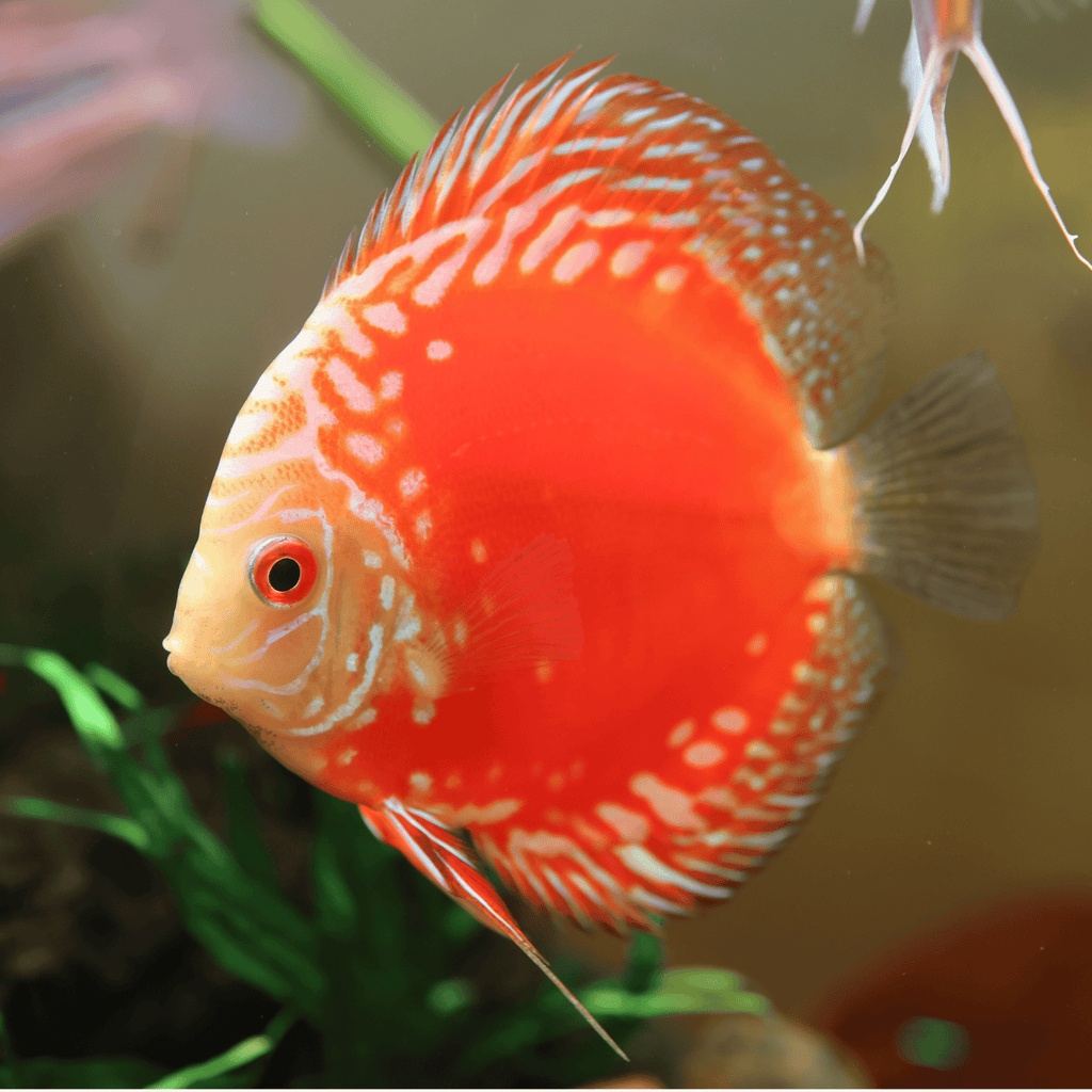 Blood Map Discus