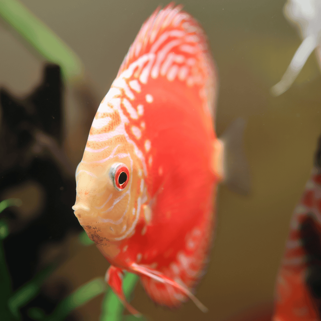 Blood Map Discus