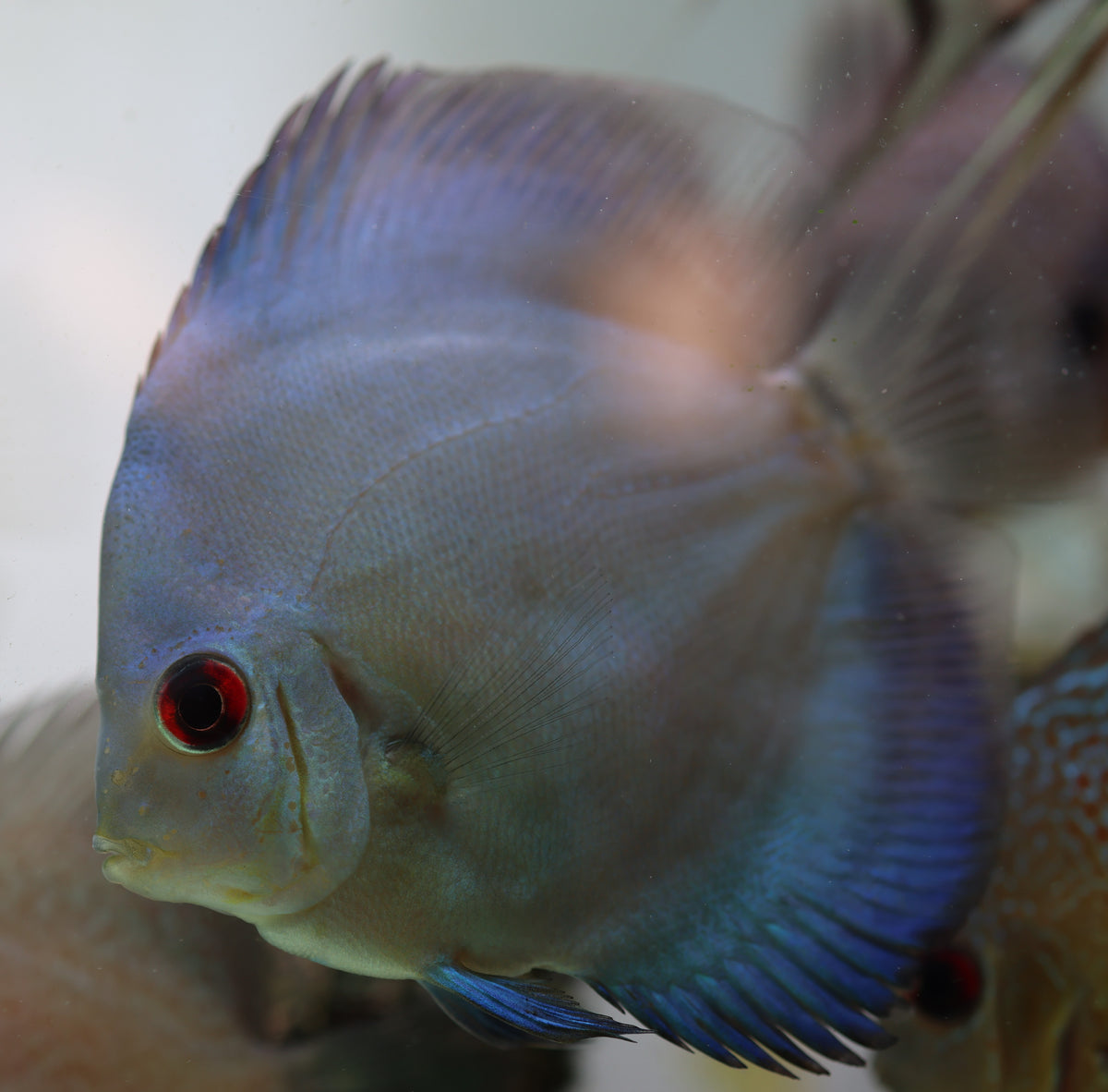 Blue Diamond Discus