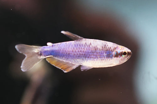 (RARE) Super Blue Kerri Tetra