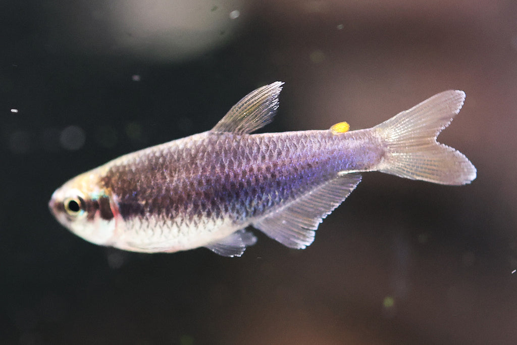 (RARE) Super Blue Kerri Tetra