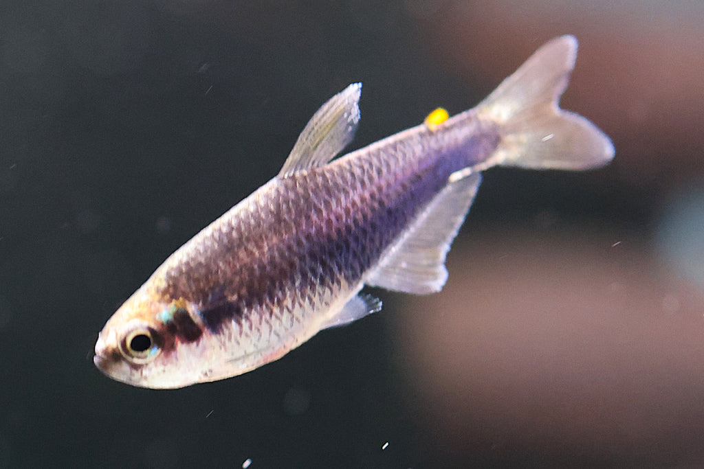 (RARE) Super Blue Kerri Tetra