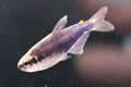 (RARE) Super Blue Kerri Tetra